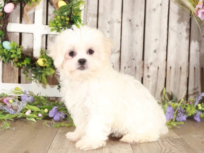 Lucy- Sweet Little female Shichi Puppy - Image 3