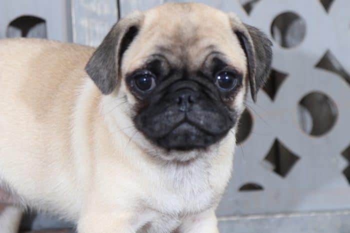Close up of Pug Puppy at Georgia Puppies Online