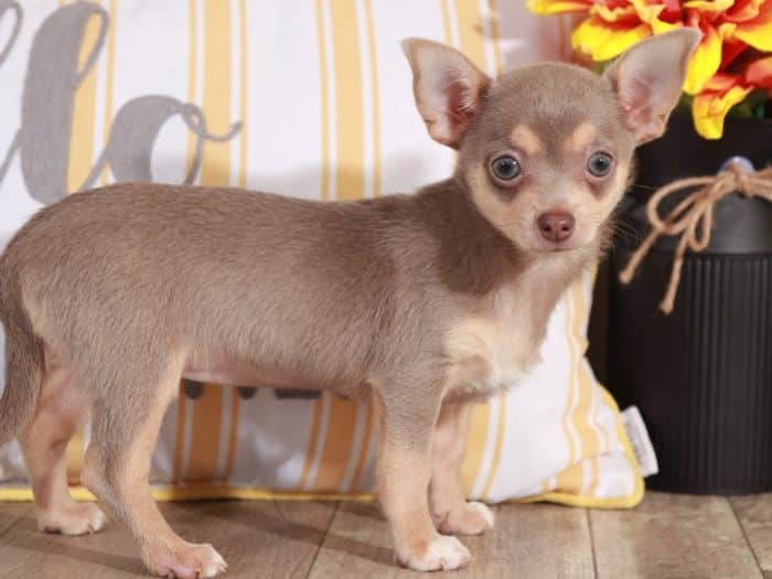 Luna - Beautiful Little Chihuahua - Image 4