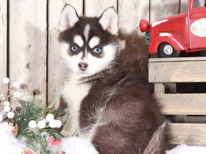 Luna - Gorgeous Pomsky