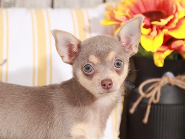 Luna - Beautiful Little Chihuahua - Image 3