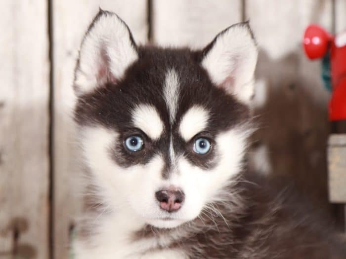 Luna - Gorgeous Pomsky - Image 2