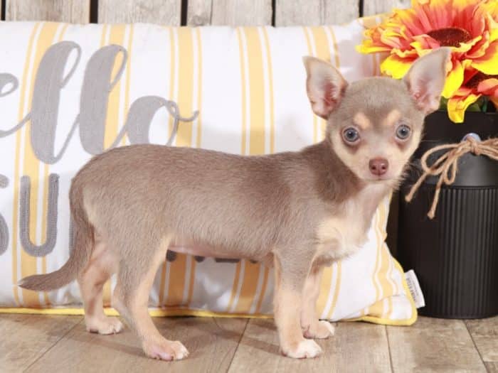 Luna - Beautiful Little Chihuahua - Image 2
