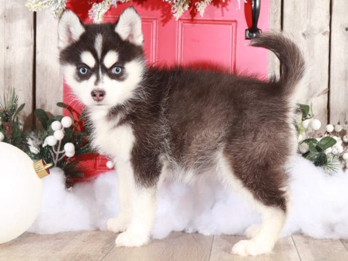 Luna - Gorgeous Pomsky - Image 4