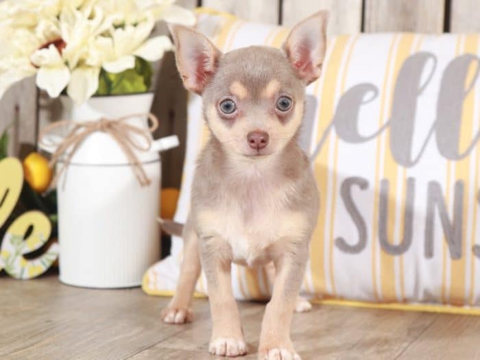 Luna - Beautiful Little Chihuahua