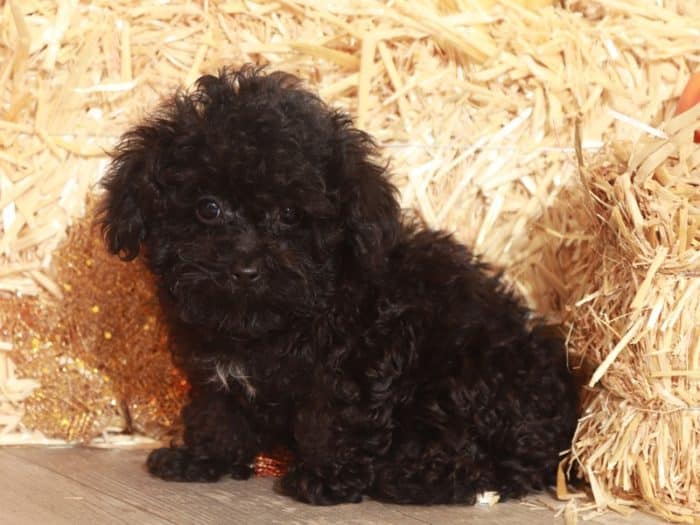 Luna  - Precious Little Female Cream Poodle Puppy - Image 4