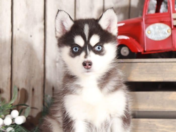 Luna - Gorgeous Pomsky - Image 3