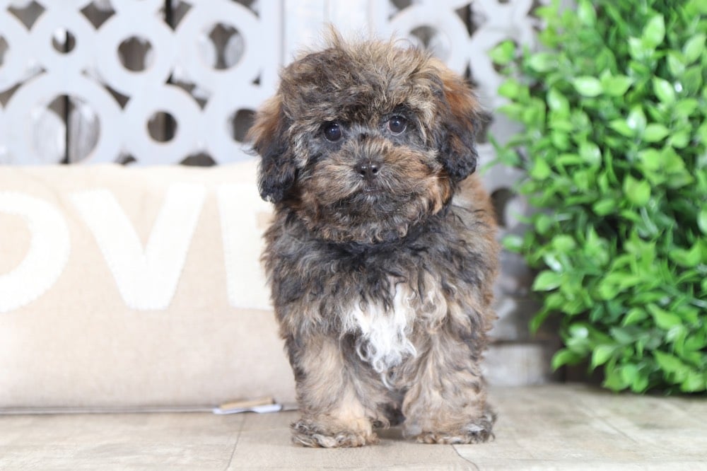 Lux - Darling Shih-Poo - Image 2