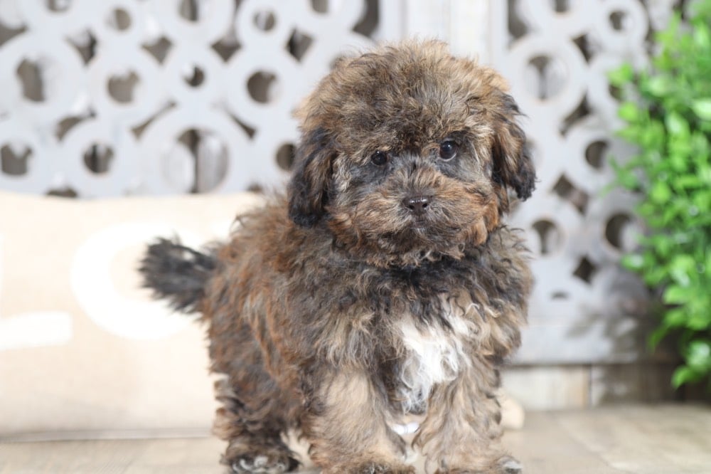 Lux - Darling Shih-Poo - Image 3