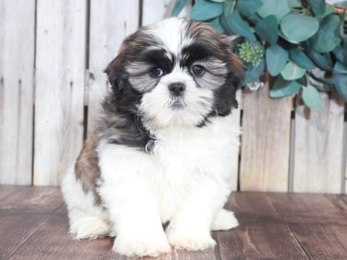 Lynn - Sweet Shih-Tzu - Image 4