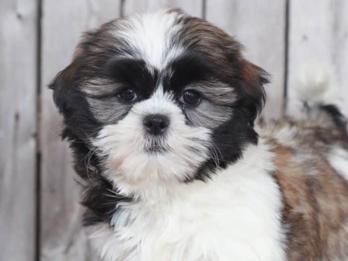 Lynn - Sweet Shih-Tzu - Image 2