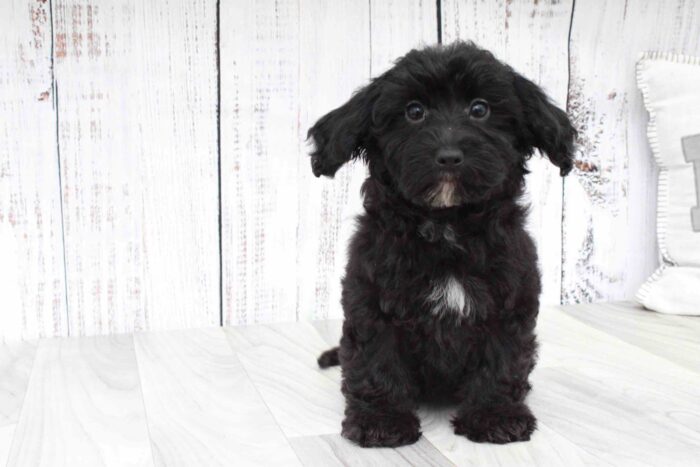 Lysa- Affectionate Black Female HavaPoo Puppy