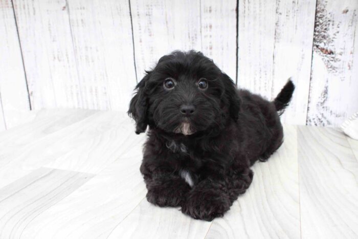 Lysa- Affectionate Black Female HavaPoo Puppy - Image 2