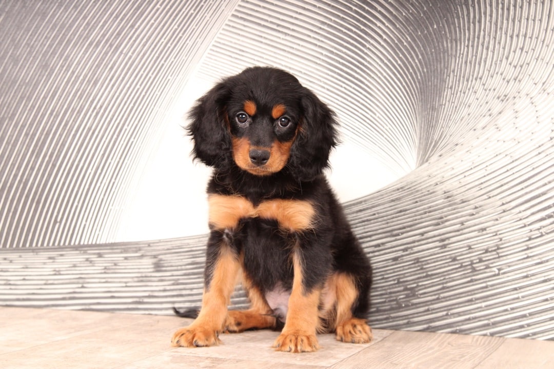 Macho - Gorgeous Little Male Cavapoo Puppy - Image 3