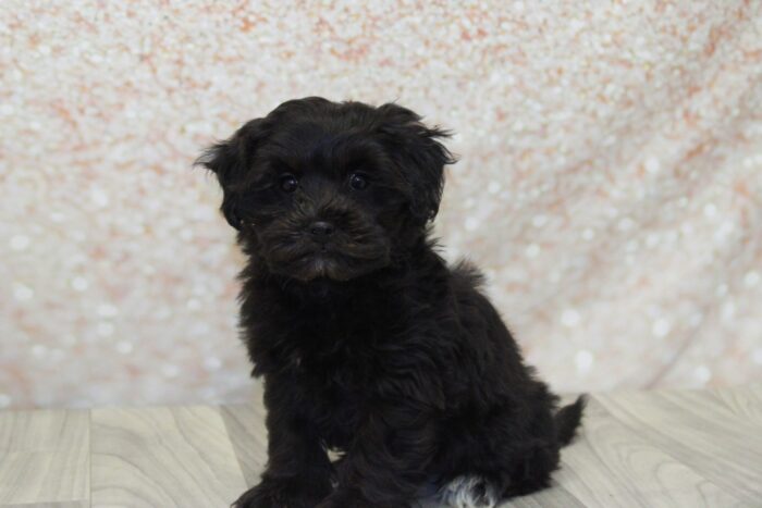 Maura- Stunning Female Shih-Poo Puppy - Image 4