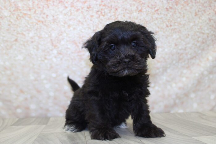 Maura- Stunning Female Shih-Poo Puppy - Image 3