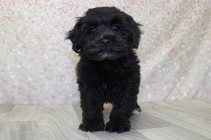 Maura- Stunning Female Shih-Poo Puppy