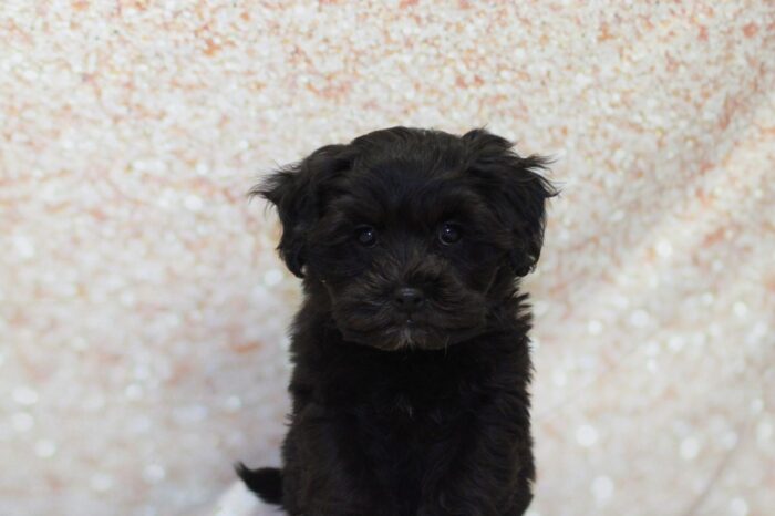Maura- Stunning Female Shih-Poo Puppy - Image 2