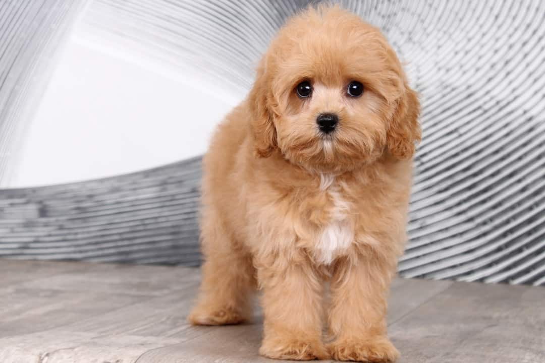 Puppies Cavoodle Intelligence Cavoodle Intelligence 2025