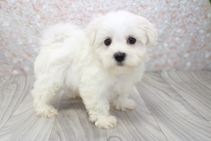 Mack- Outgoing Little ACA Male Maltese Puppy