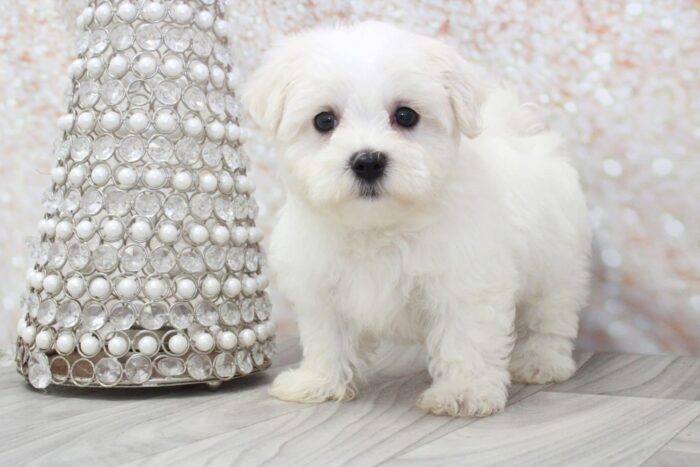 Mack- Outgoing Little ACA Male Maltese Puppy - Image 3