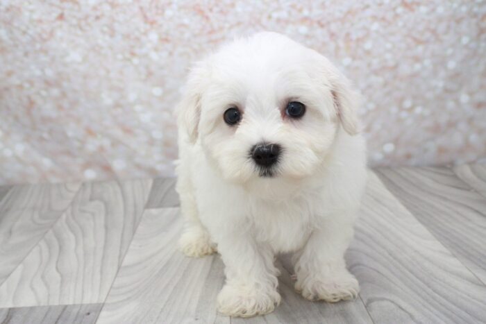 Mack- Outgoing Little ACA Male Maltese Puppy - Image 2