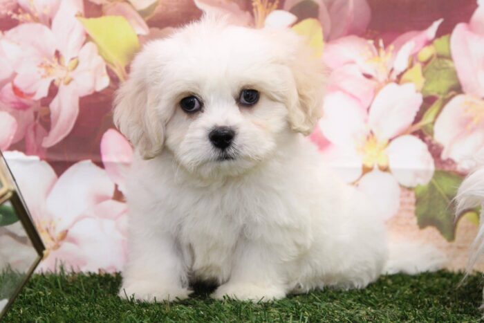 Mackie - Frisky Male Teddy Bear Puppy