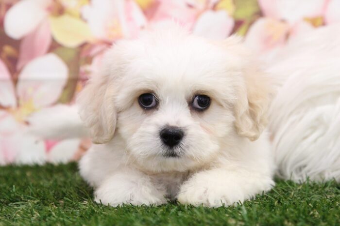 Mackie - Frisky Male Teddy Bear Puppy - Image 3