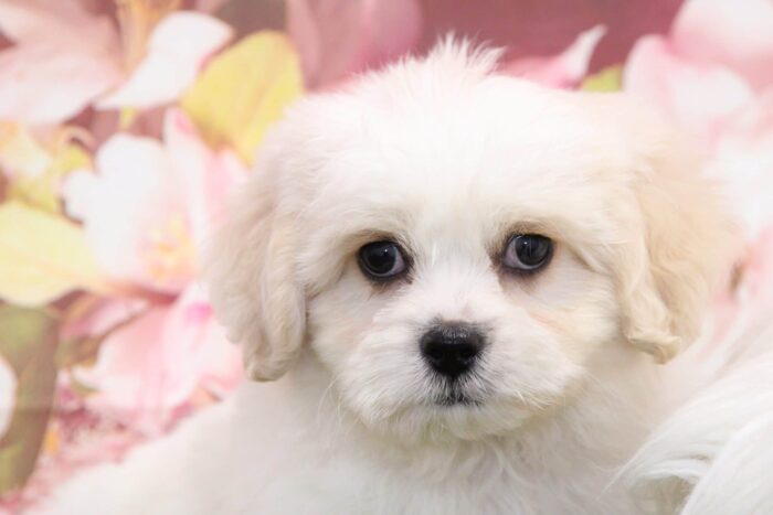 Mackie - Frisky Male Teddy Bear Puppy - Image 5