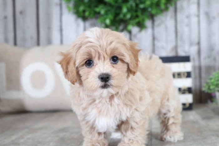 Macy- Adorable HavaPoo