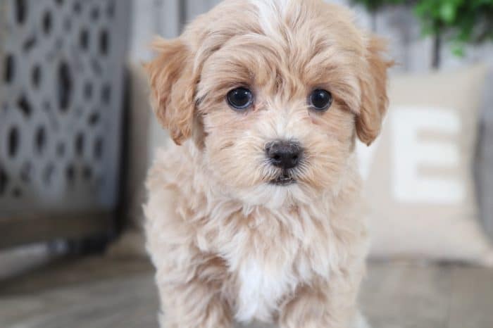 Macy- Adorable HavaPoo - Image 3