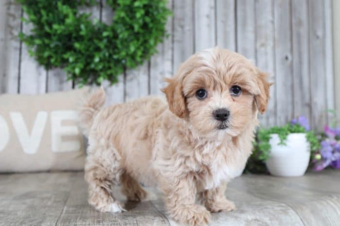 Macy- Adorable HavaPoo - Image 4
