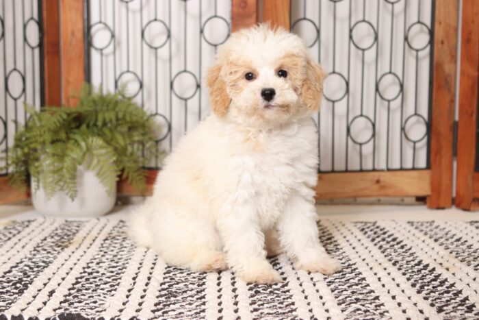 Maddie  - Beautiful Little ACA Female Moyan Poodle Puppy