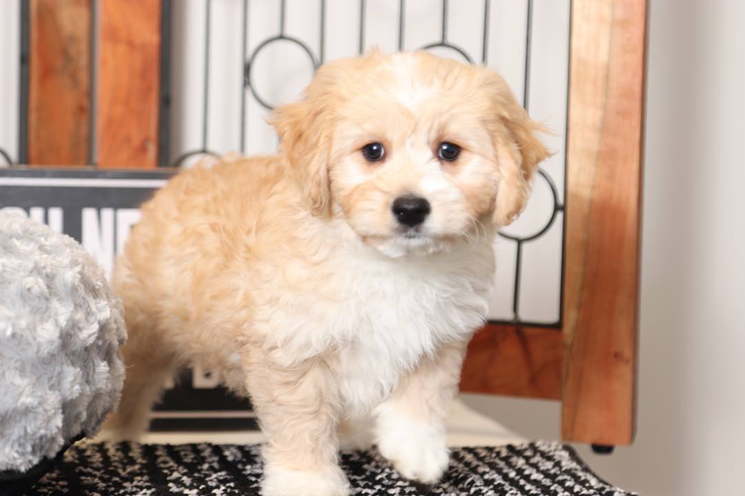 Magnus - Great Little Red/White Male Cavapoo Puppy - Puppies Online