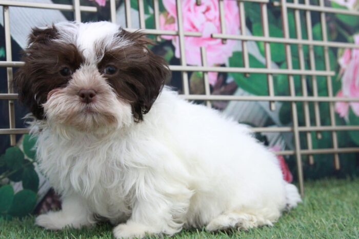 Maisy - Smartest Female Malshi Puppy - Image 2