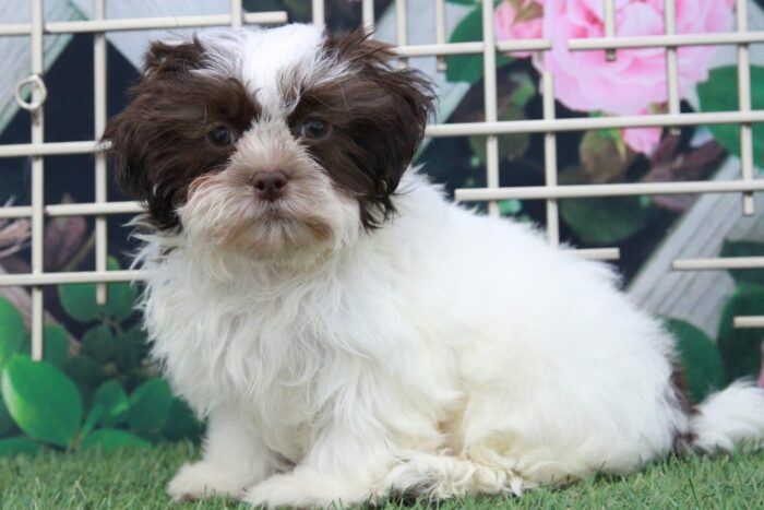 Maisy - Smartest Female Malshi Puppy