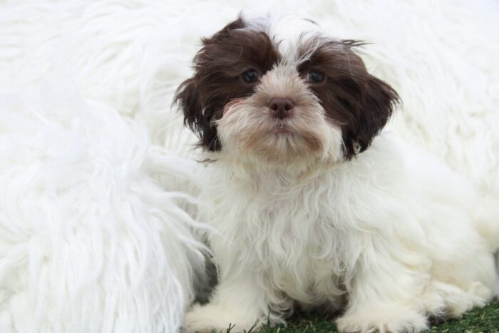 Maisy - Smartest Female Malshi Puppy - Image 3