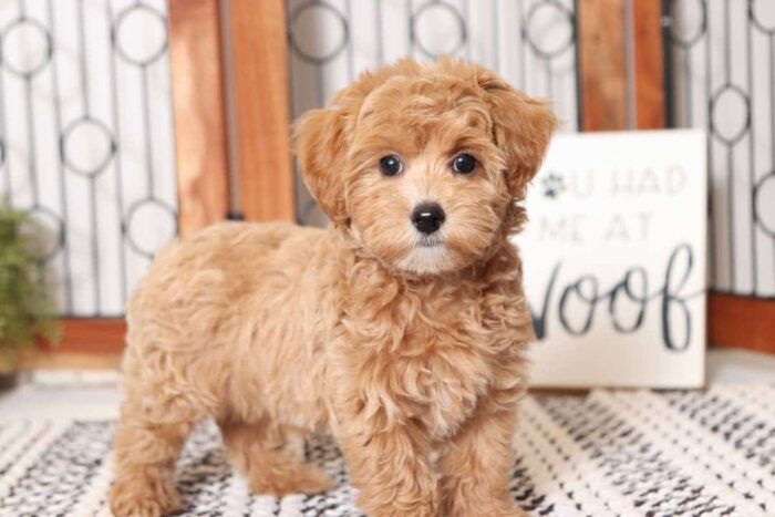 Malcolm- Fun Male Malti-Poo Puppy - Image 4