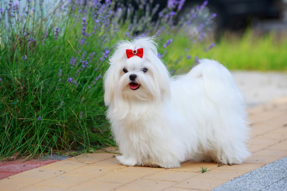 Maltese Vs Shih Tzu