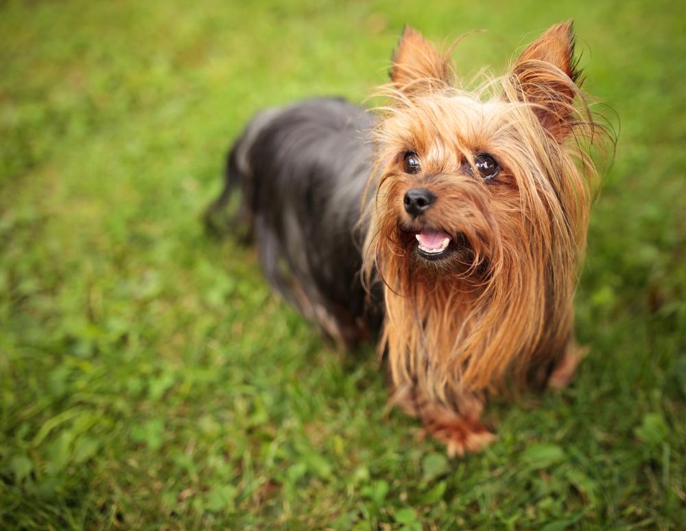 Maltese Vs Yorkie
