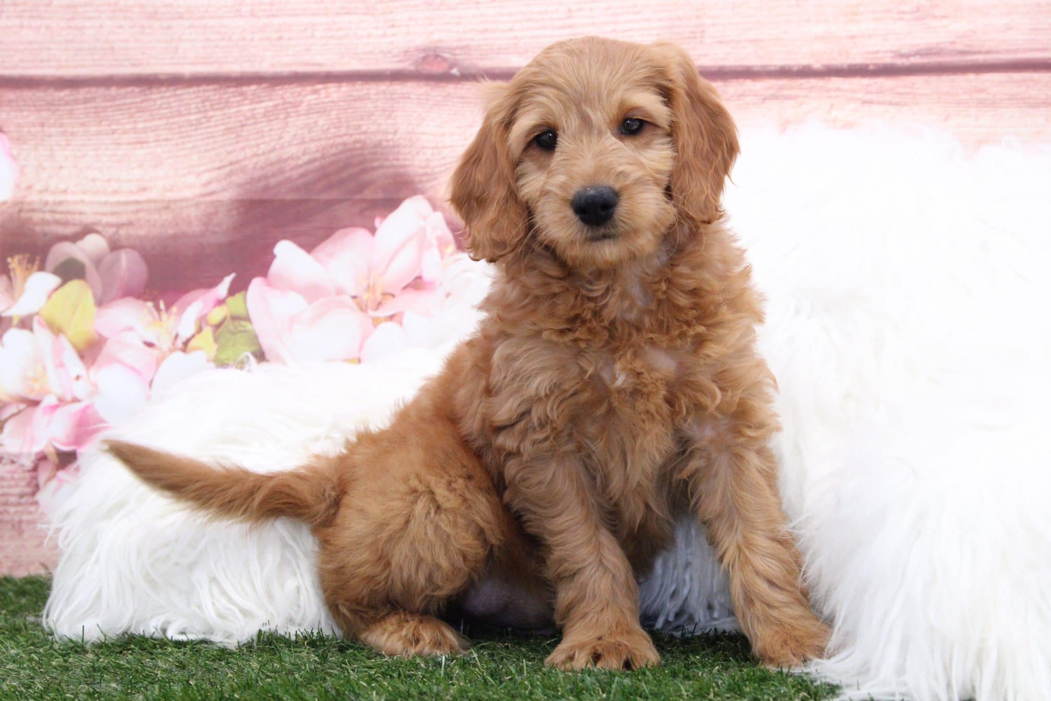 Manny - Cuddly Gold Male F1B Mini Goldendoodle Puppy - Image 2