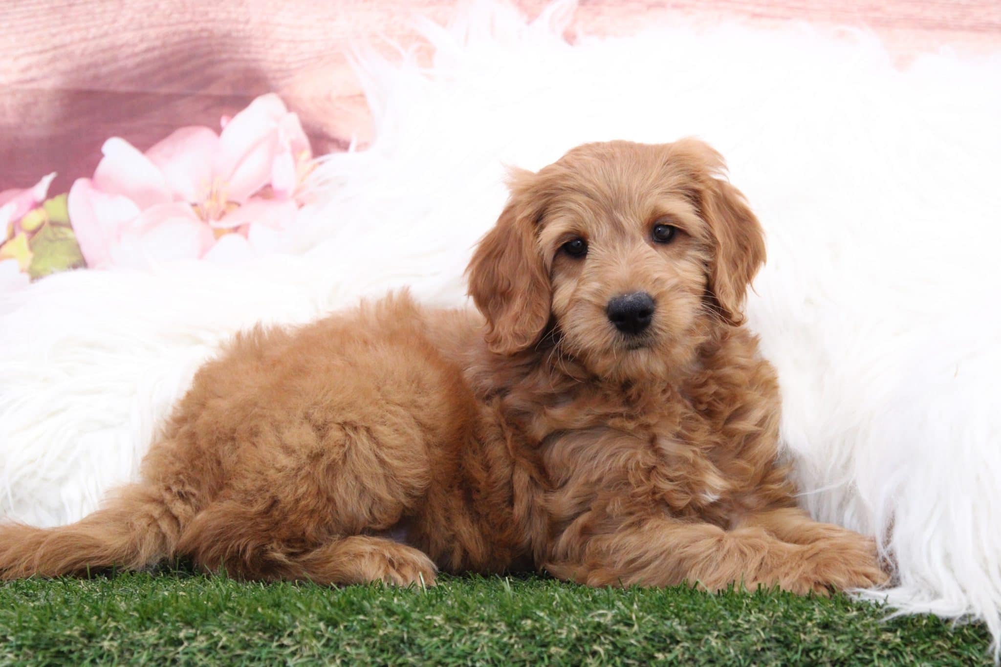 Manny - Cuddly Gold Male F1B Mini Goldendoodle Puppy - Image 3