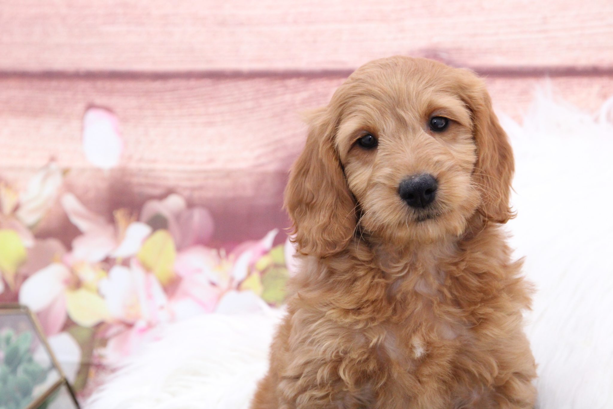 Manny - Cuddly Gold Male F1B Mini Goldendoodle Puppy - Image 4