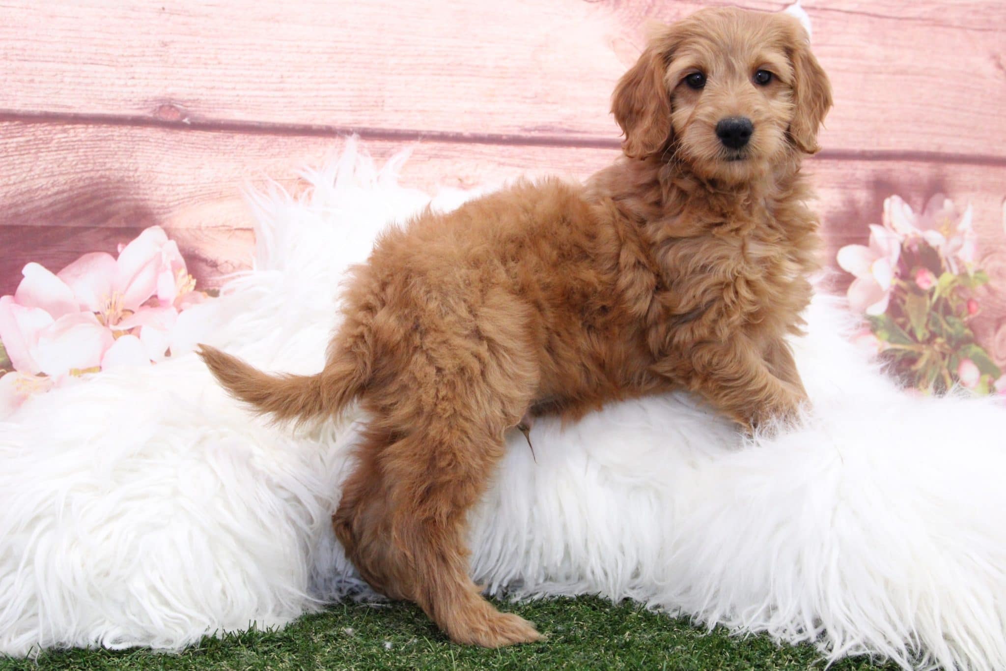 Manny - Cuddly Gold Male F1B Mini Goldendoodle Puppy - Image 5
