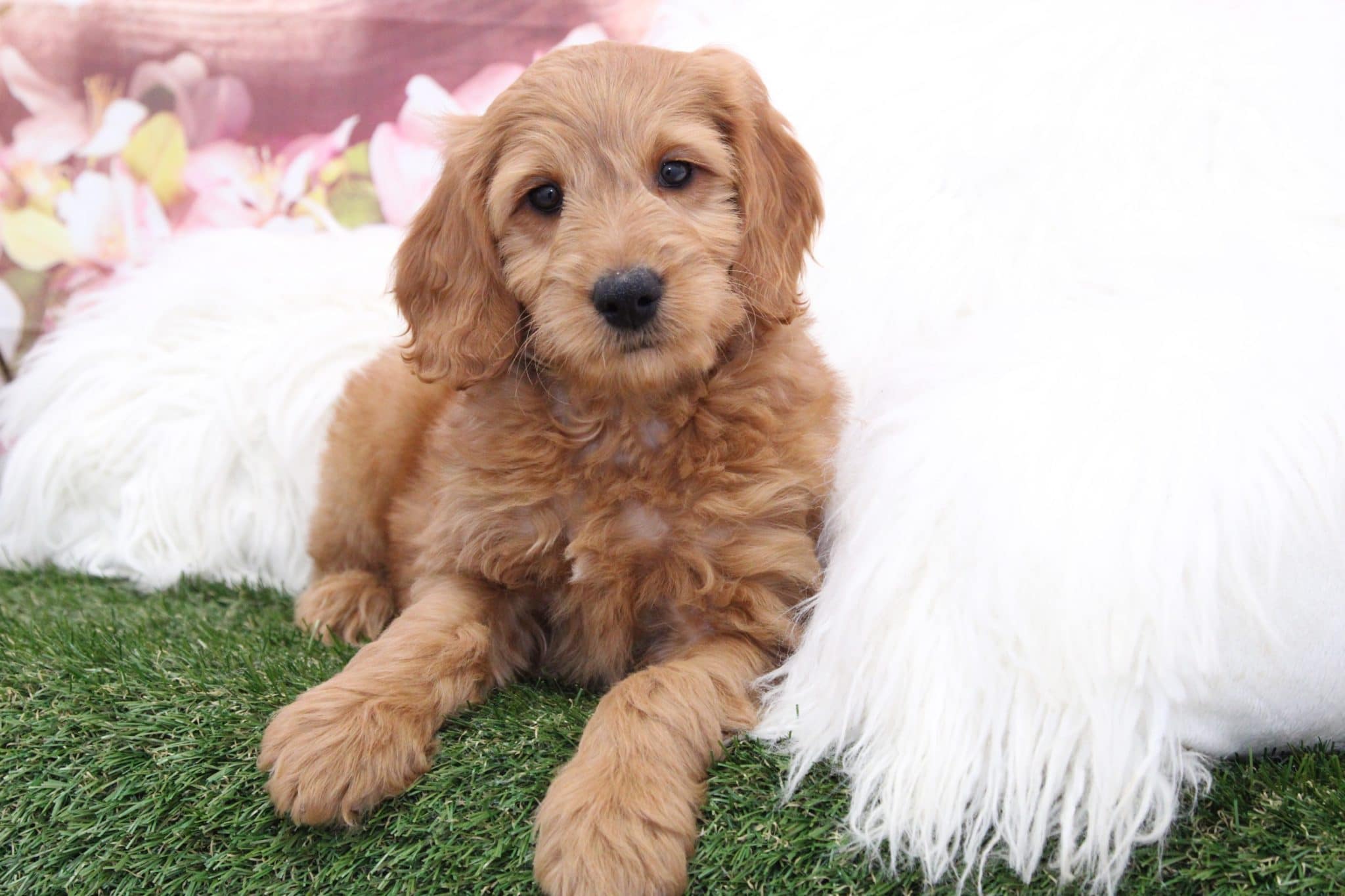 Manny - Cuddly Gold Male F1B Mini Goldendoodle Puppy
