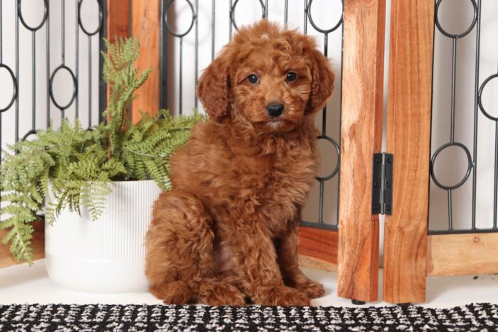 Marie- Precious Red Female F1B Mini Goldendoodle