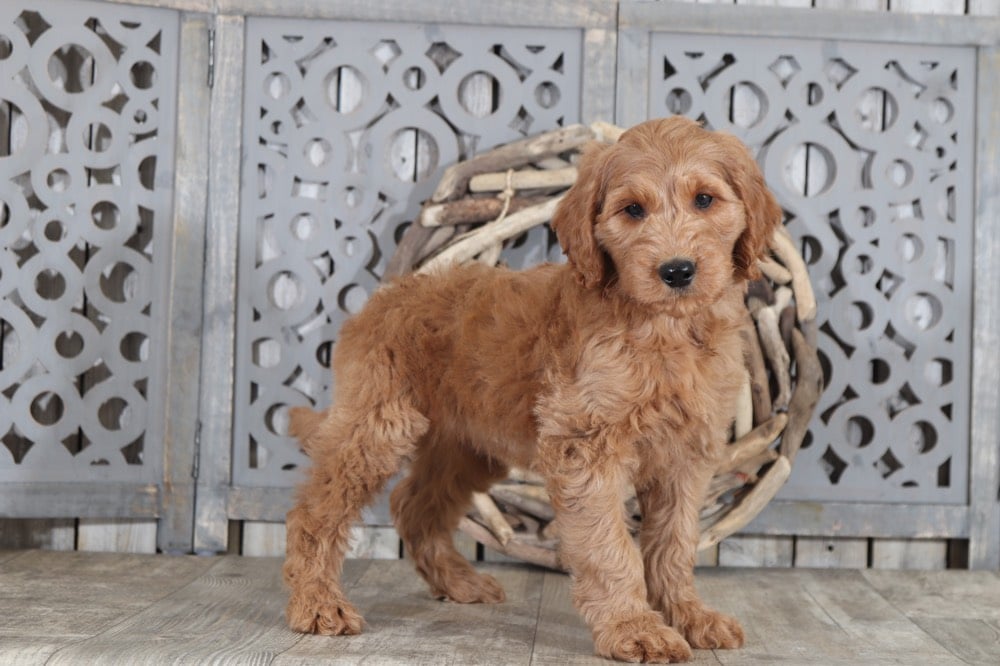 puppy