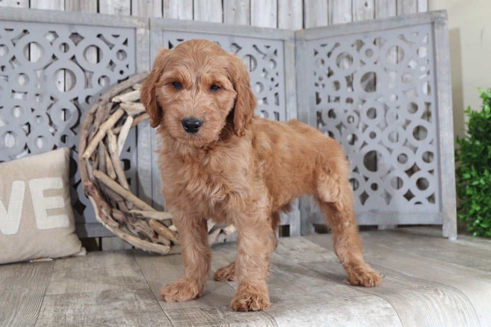 puppy