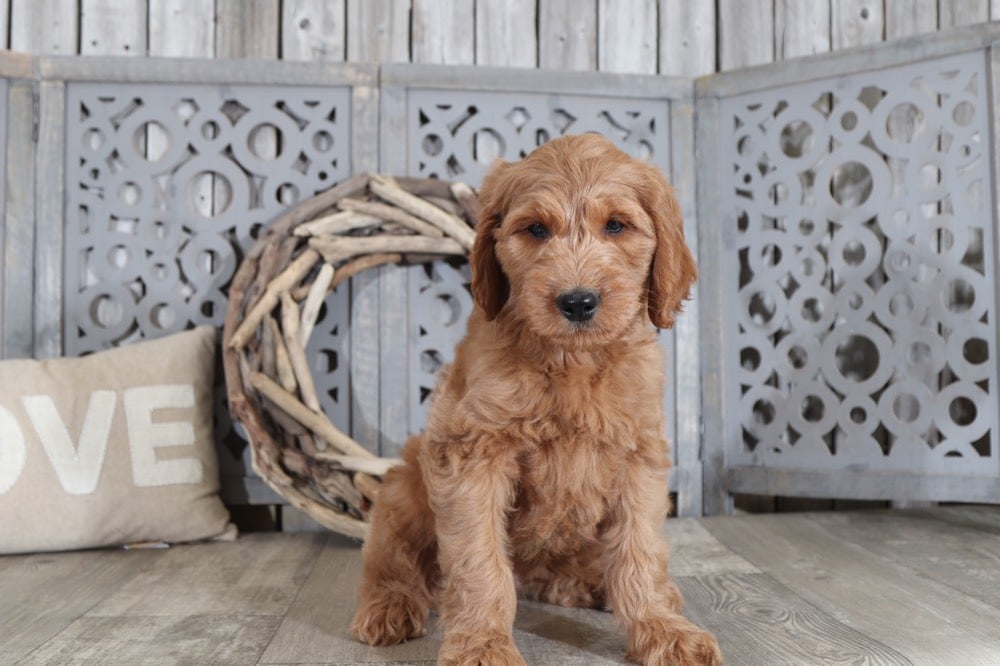 puppy