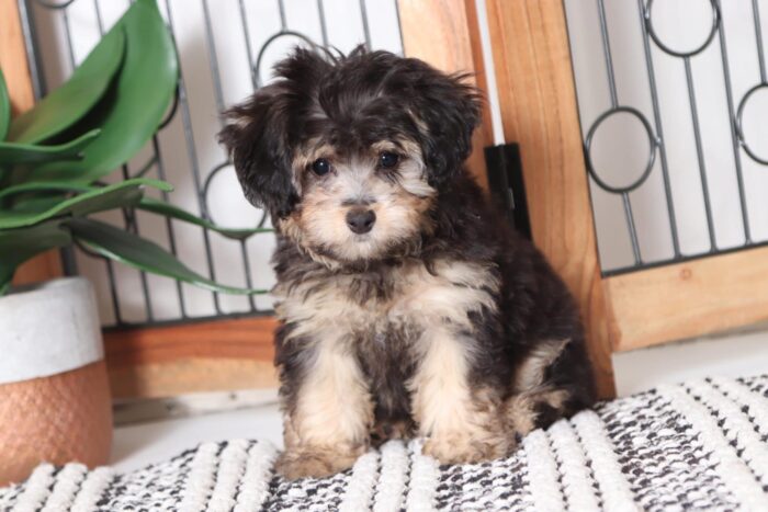 Marley- Magnificent Male Morkie Puppy